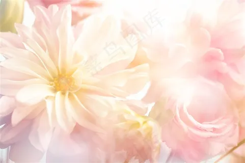 浅粉色盛开的花朵高清图片