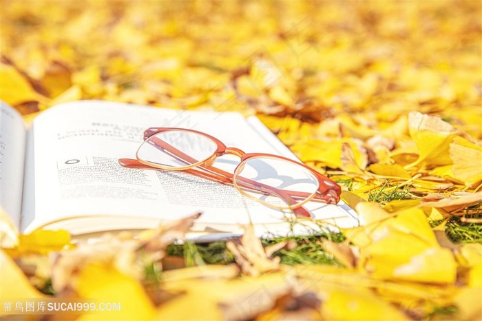银杏叶与书本