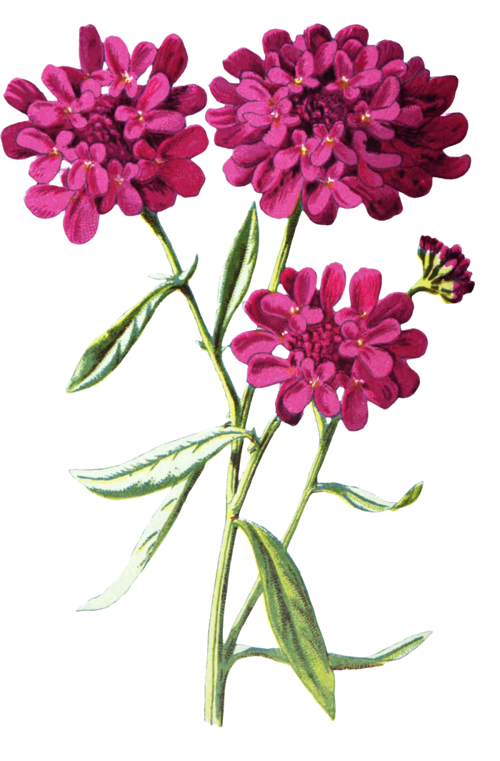 复古手绘植物花卉玫瑰花PNG免扣图案高清图片PS设计素材图