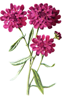 复古手绘植物花卉玫瑰花PNG免扣图案高清图片PS设计素材图