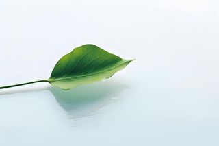 白底绿叶简约清新背景