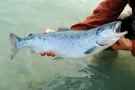 整条三文鱼图片