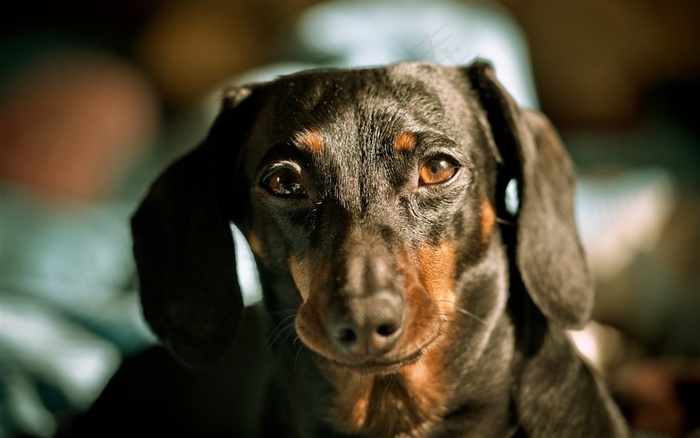 可爱的腊肠犬狗狗高清素材