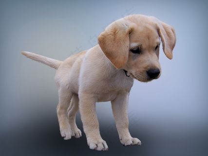 金毛犬幼崽图片