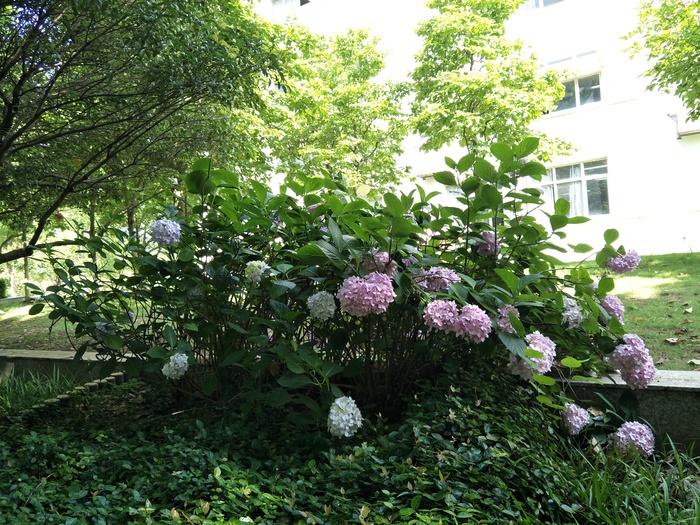 花儿真可爱