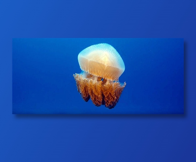 游动的冠状水母