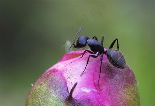不辞劳苦的蚂蚁摄影昆虫图片