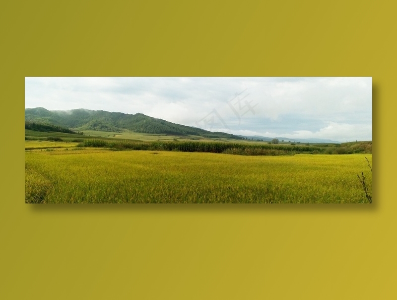 天空下的金色稻田