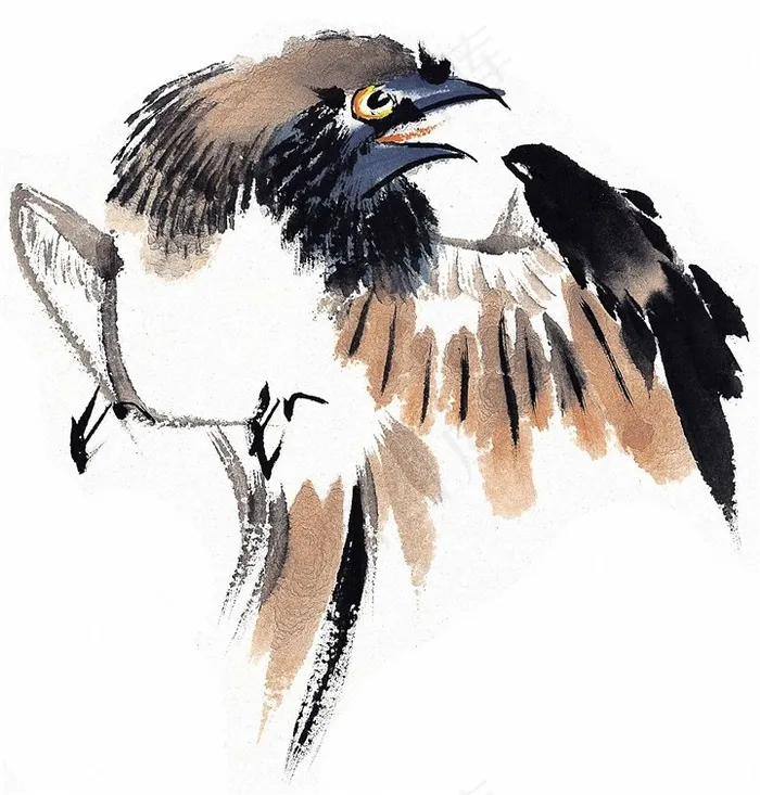 鸟禽系列摄影图片