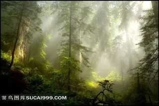 森林风景图片