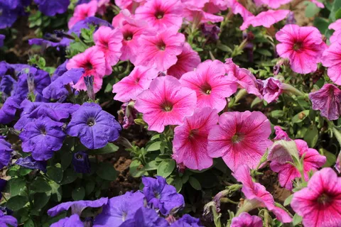 牵牛花图片下载 牵牛花图片下载