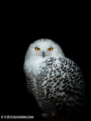 可爱的森林雪鸮