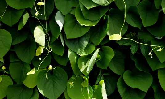绿色藤蔓植物图片 绿色藤蔓植物图片