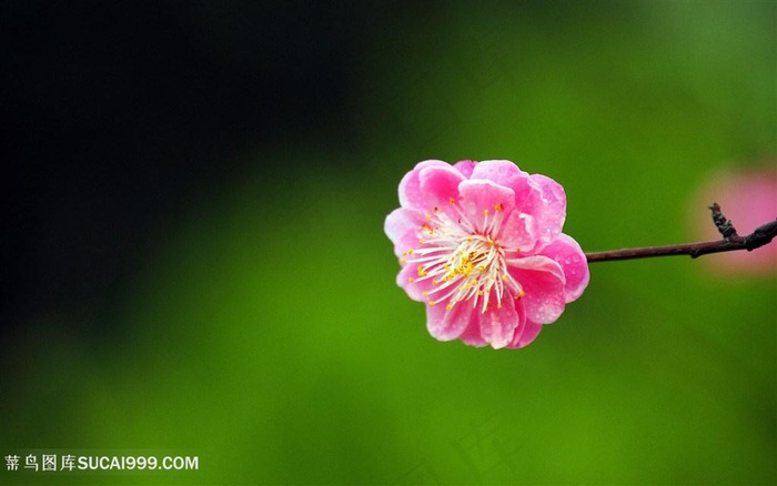 高清一朵梅花鲜花图片