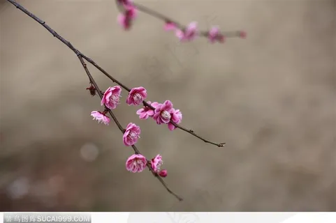 梅花物语-一枝盛开的粉色梅花