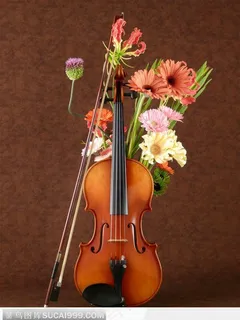 花旁的小提琴乐器图片