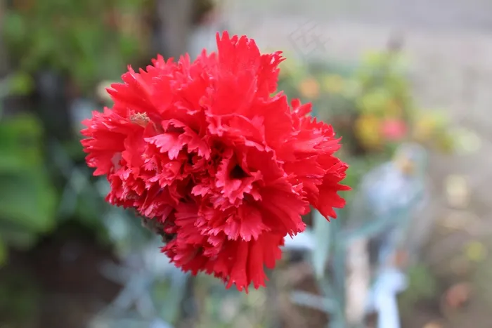高清红色花朵摄影图片