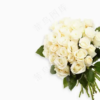 一大簇白色玫瑰花
