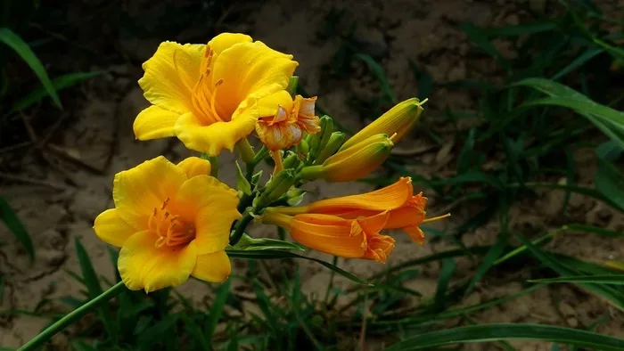 鲜花系列萱草花素材