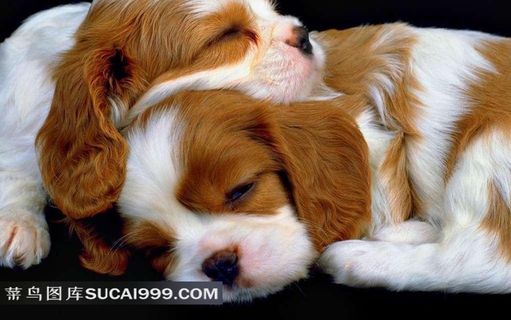 两只熟睡狗狗摄影