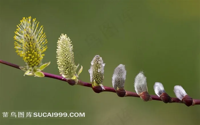 春天枝条上生长的嫩芽