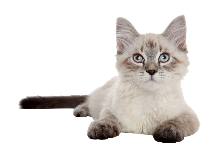 猫咪银渐层