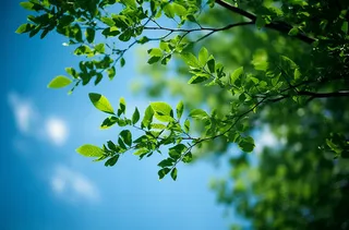 绿色的树枝和蓝天的照片风格摄影图桌面壁纸