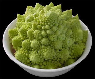 绿色植物培养碗绿植