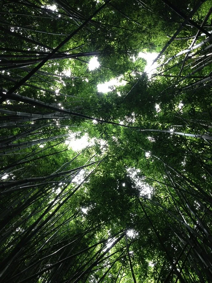 挺拔的竹子高清素材图