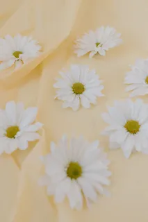 白色纯洁雏菊摄影素材