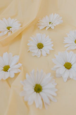 白色纯洁雏菊摄影素材