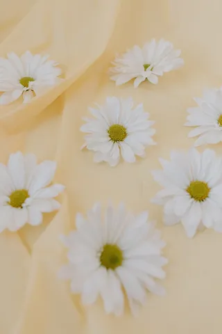 白色纯洁雏菊摄影素材