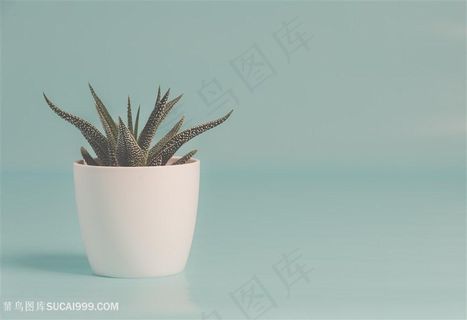 淡蓝色背景白色花盆芦荟