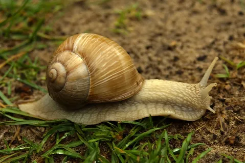 蜗牛动物园动物设计素材森林野生