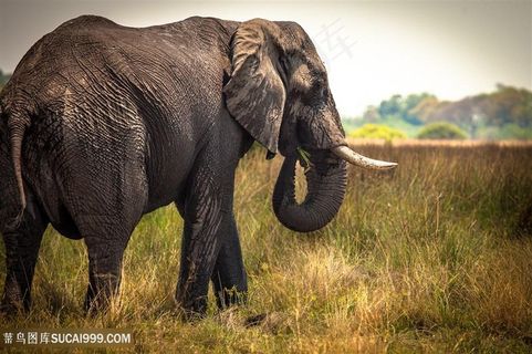 高清野外大象摄影图片