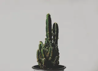 绿色仙人掌仙人球摄影素材