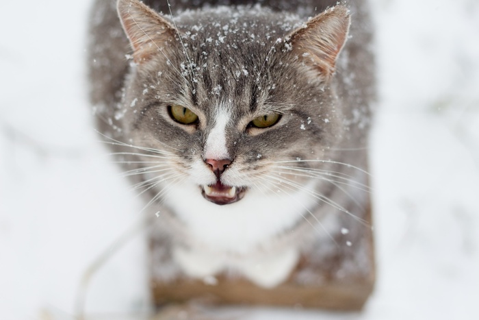 可爱猫咪猫猫摄影素材