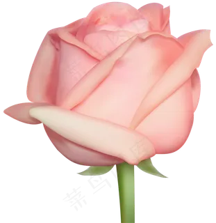 玫瑰 白色 白玫瑰 玫瑰花 花朵 鲜花特写 免抠