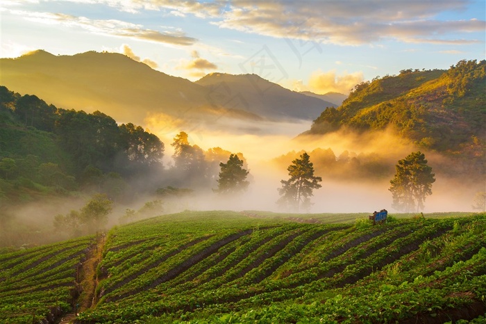 茶园树林山脉风景田园风光