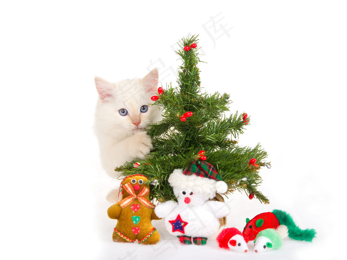 可爱圣诞小猫图片下载