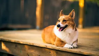 张开嘴巴的狗狗图片