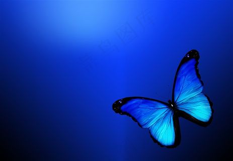 美丽的蝴蝶与梦幻背景图片