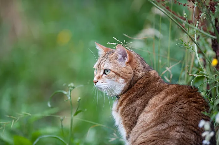 可爱猫咪 动物 素材 奶萌 (134)