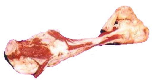 骨头 PNG免抠(600x335)