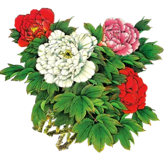 水彩素描牡丹花免扣