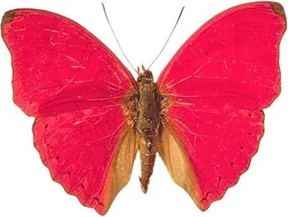 粉色蝴蝶 PNG 图像, 蝴蝶免抠