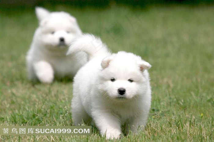 两只白色小狗狗摄影图