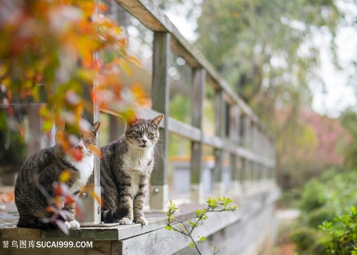 高清公园里的可爱猫咪图片