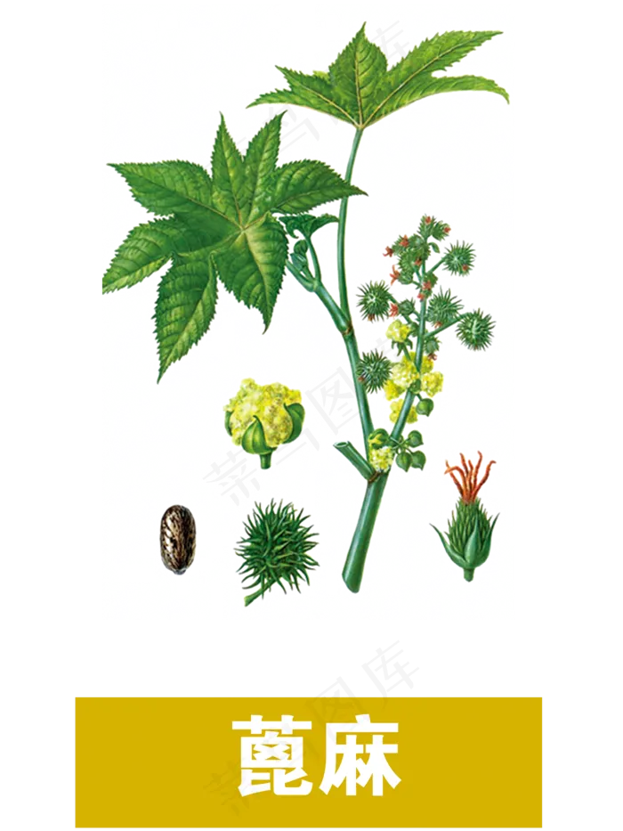 手绘草本中药药材蓖麻