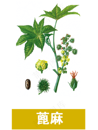 手绘草本中药药材蓖麻